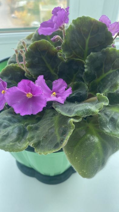 Продам комнатные фиалки