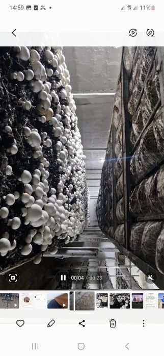 Готовый завод шампиньонов 6000соток