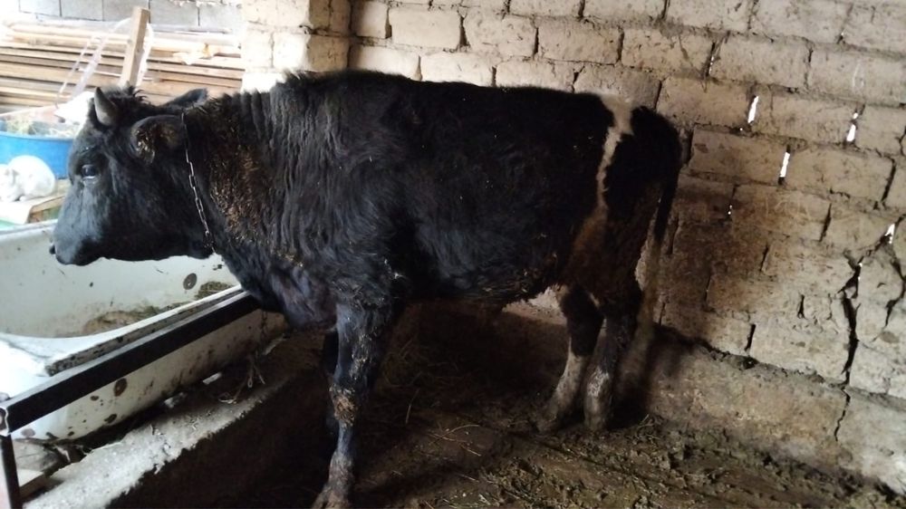 Бұқа сатылады . Бык