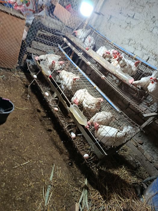 Sendi tovuqlar bor 20dona