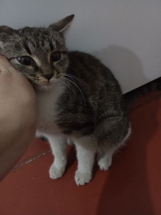 Mushuk hadya qilinadi