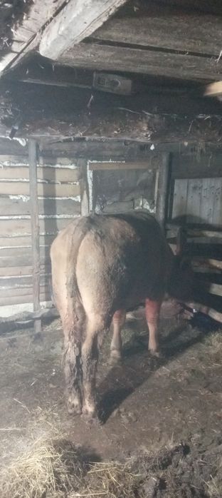 Продам Быка . стоит на откорме