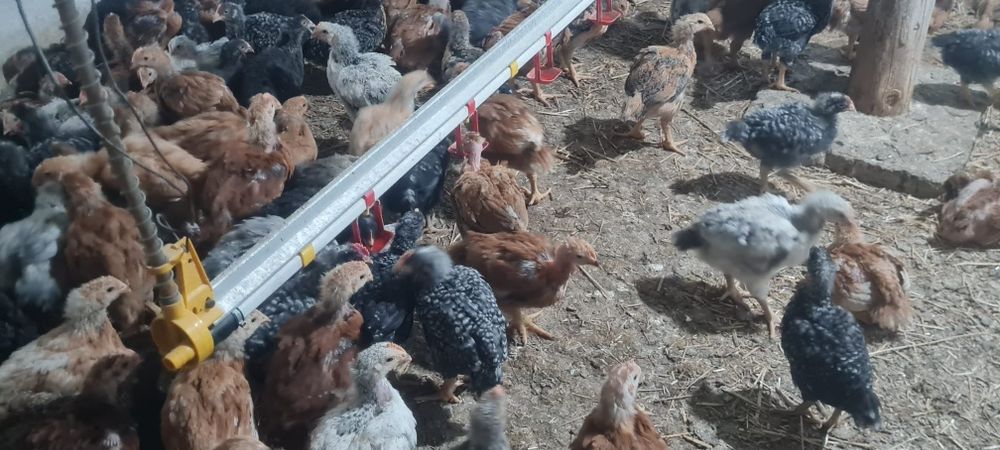 Pui de vânzare 15 lei buc oferim transport gratuit oriunde