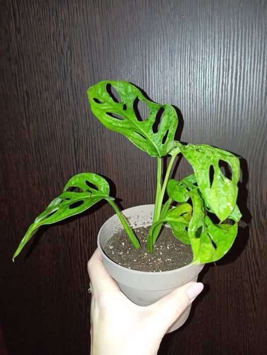 Монстера Манки Адансон