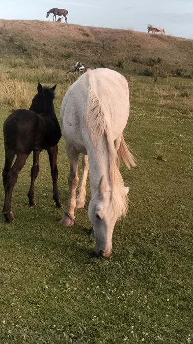 Продам кобылу с жеребенком