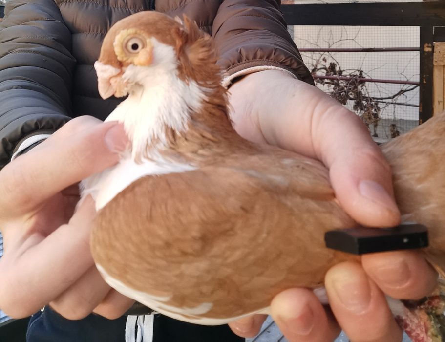 Porumbei jucatori galateni