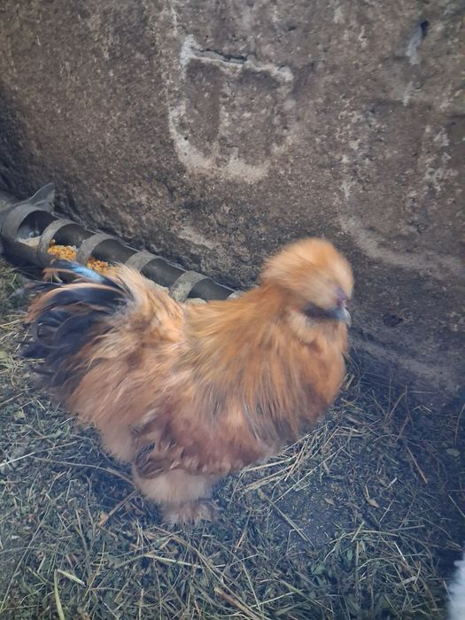 Vand pui mătase japoneză