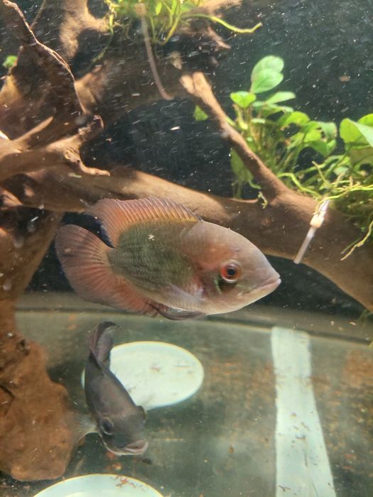 Цихлозома бражник