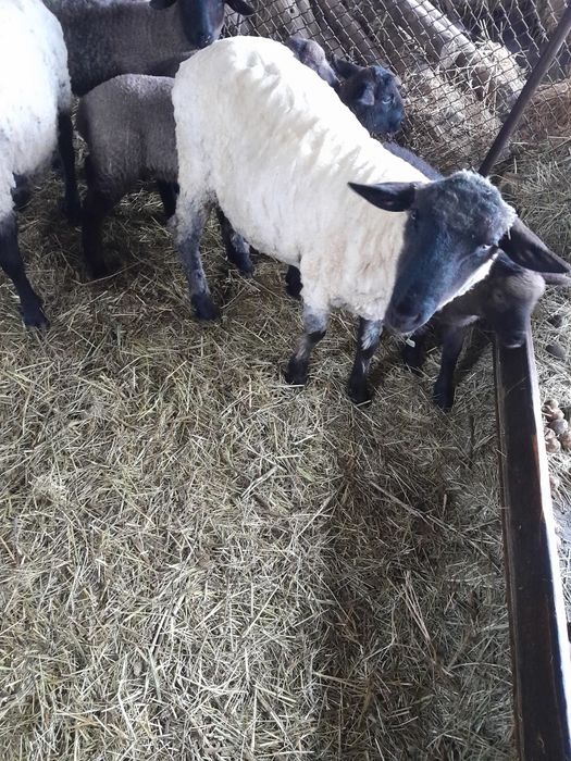 Berbec sí berbecuti Suffolk