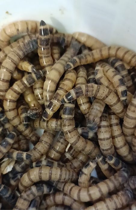 Зофобас ,зофобус, зоофобус