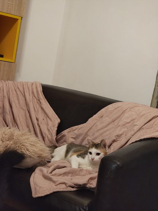 Pisica 6 luni adoptie