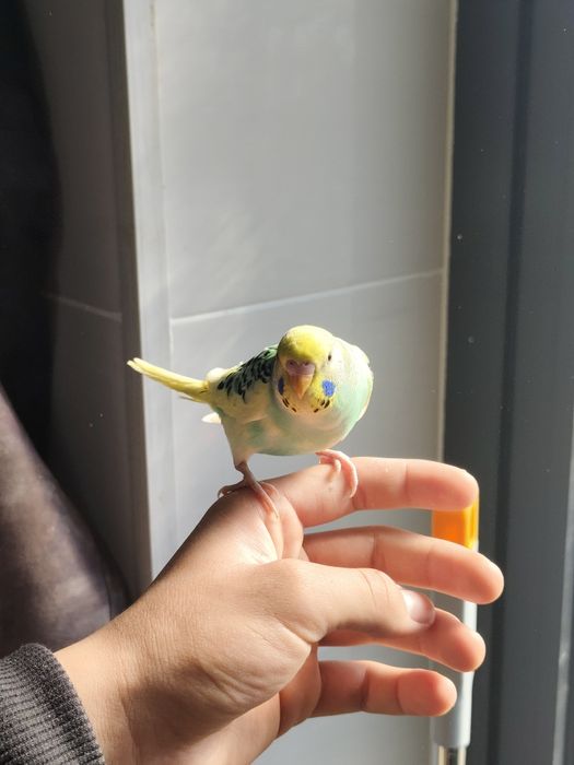 Попугай волнистый