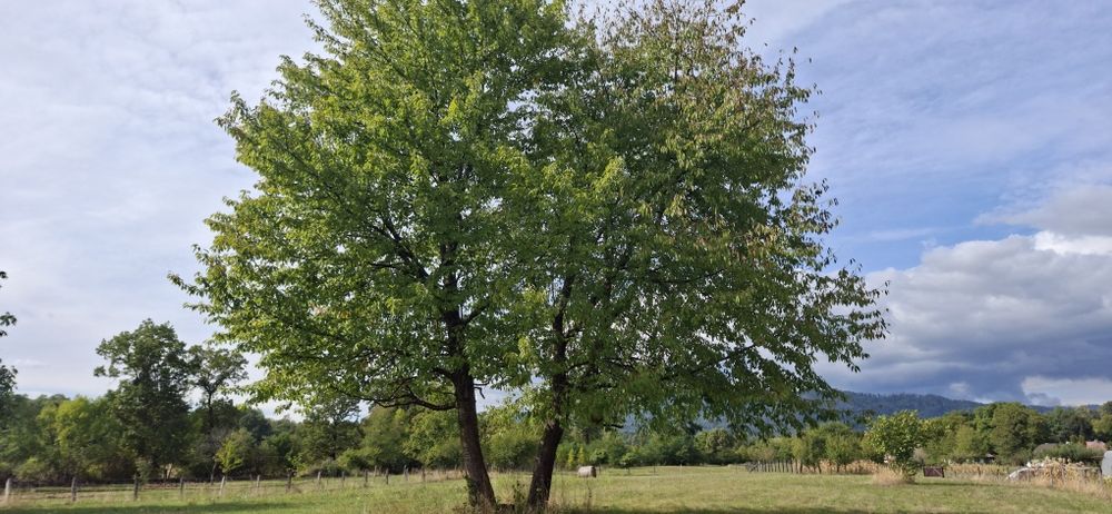 Teren de vanzare intravilan Bistra Muresului 4915 mp