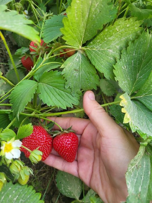 Құлпынай көшеттері Рассады клубники класса В, А, А+, В+