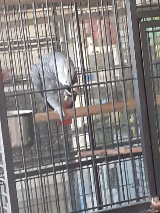 Продавам голяма клетка