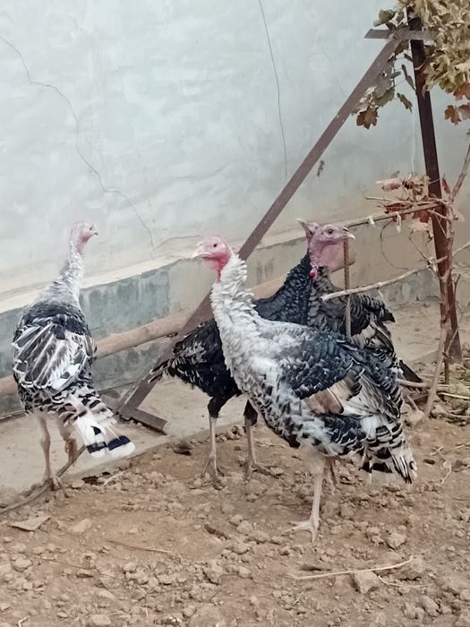 Курка юш хорозлари