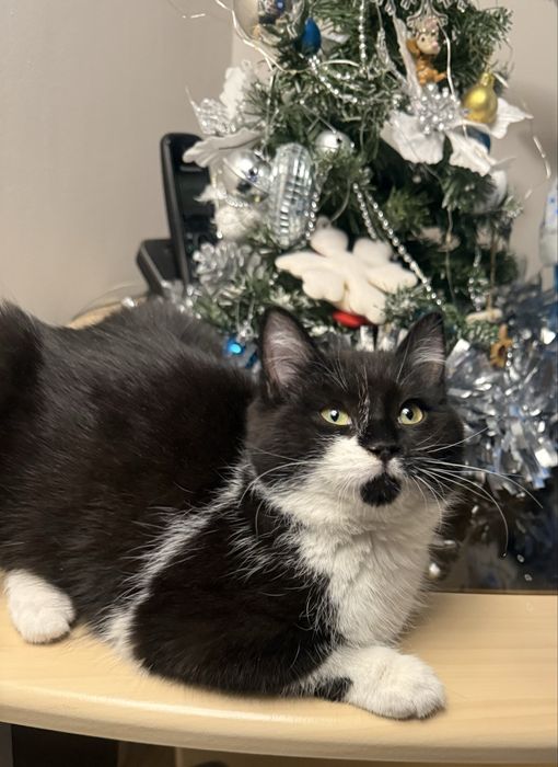 Отдам в хорошие руки