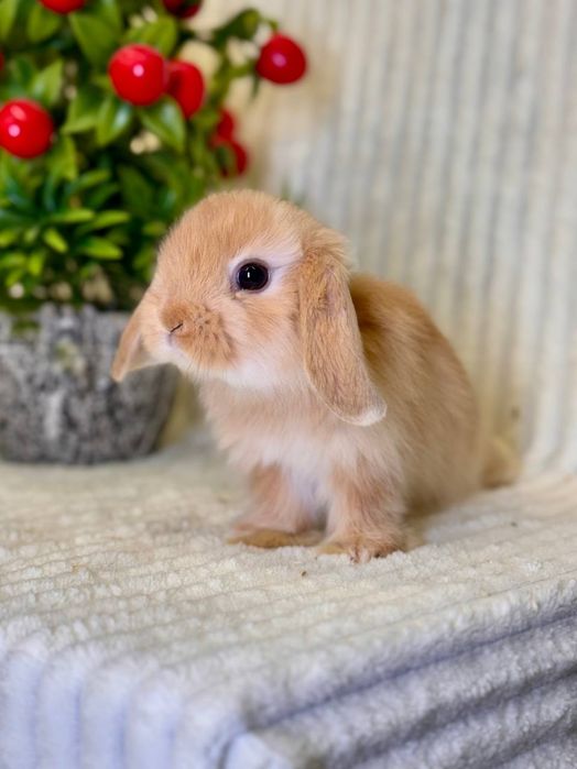 Karlik Baran Gold.Quyon bolasi. DEKORATIV KARLIK BARAN