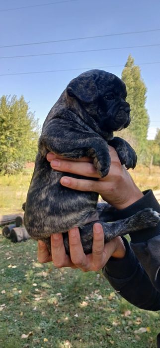 Продаётся щенок французского бульдога