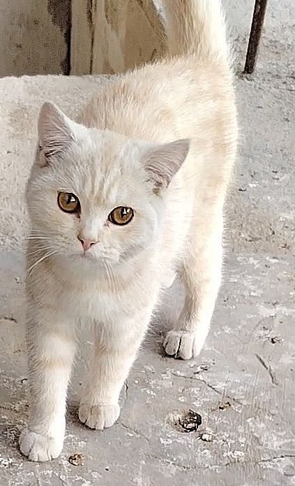 Mushuk o'g'il bola,Кошка мальчик