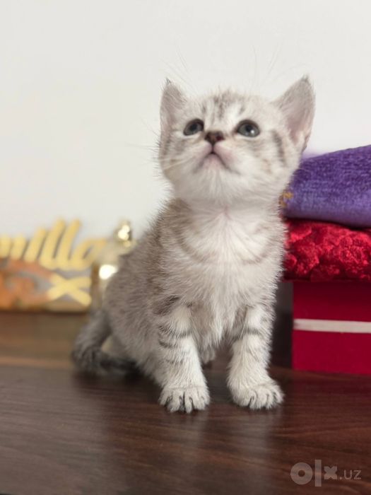 Продяется котята 2 месяца, Скотиш страйт