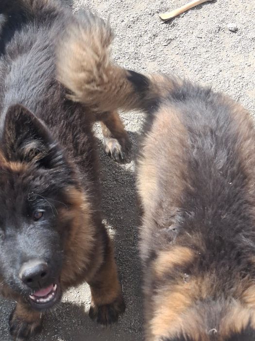 Щенки в надёжные руки