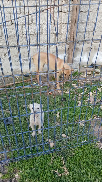 5 oyli sariq urgochi oq erkak