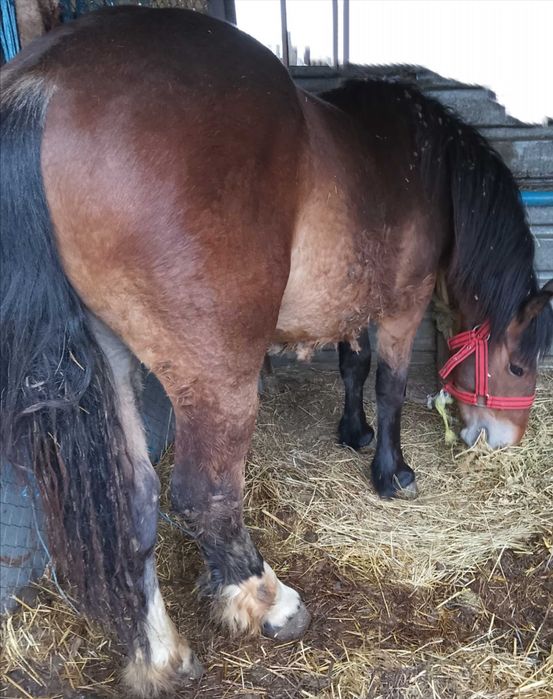 Mânz murg de vânzare!