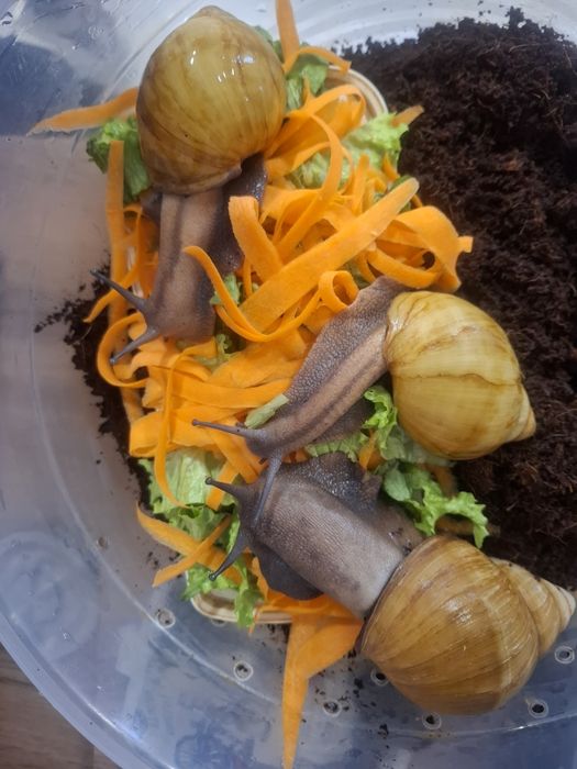 Отдам даром в хорошие руки