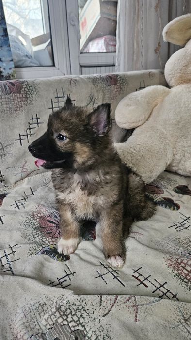 Отдам щенков 2 месяца