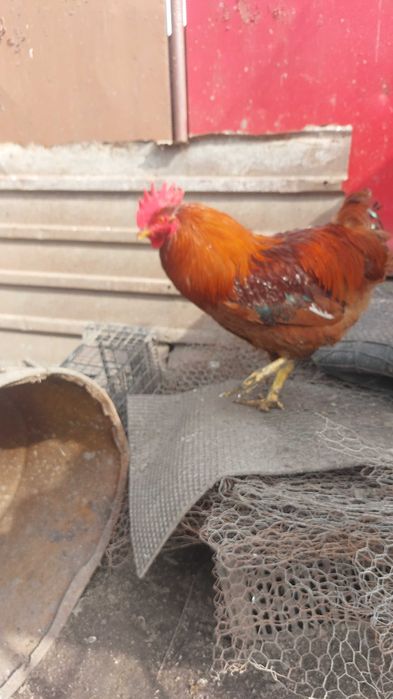 Cocoși din ouă verzi si românești