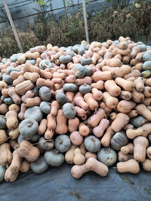 De vanzare dovleci pentru copt , sau patiserii.  Varza plata