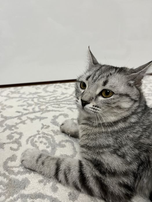 В добрые руки кошка бесплатно