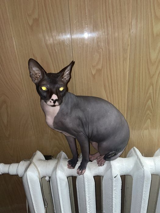 Кот сфинкс канадский