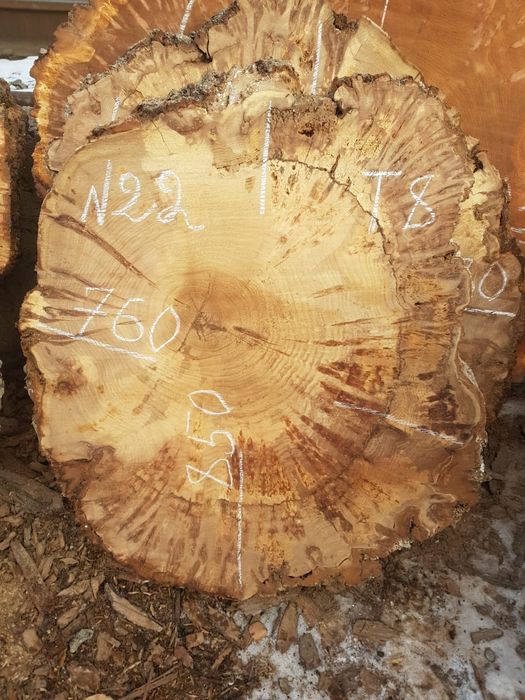 Карагач торцевые спилы