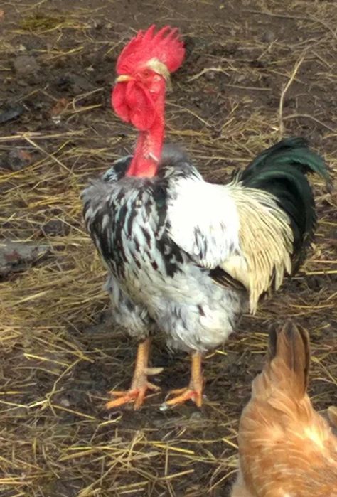 Подам петухов молодых