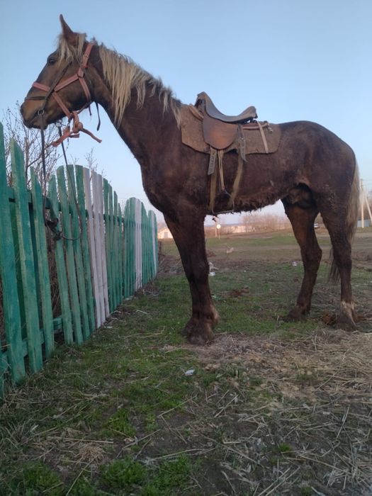 Продам табунного жеребца