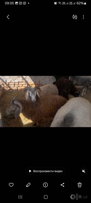 Кузи кучкорлар сотилади галишамиз