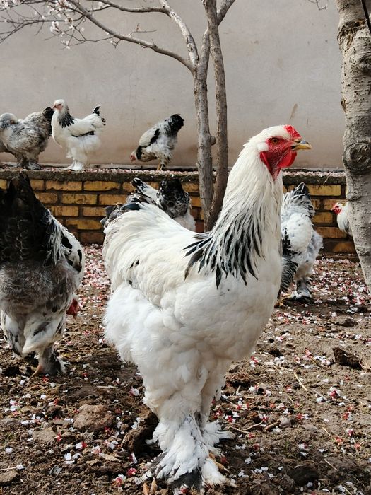 Хуразла сатилади