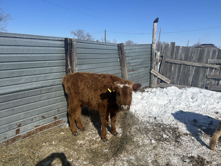 Бұқалар сатылады.