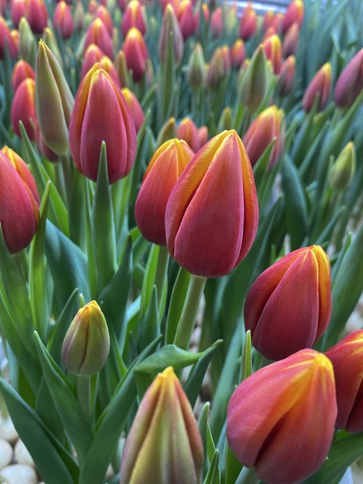 Тюльпаны к 8 марта с теплицы в Караганде!