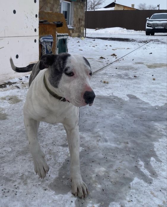 Стаффорд девочка