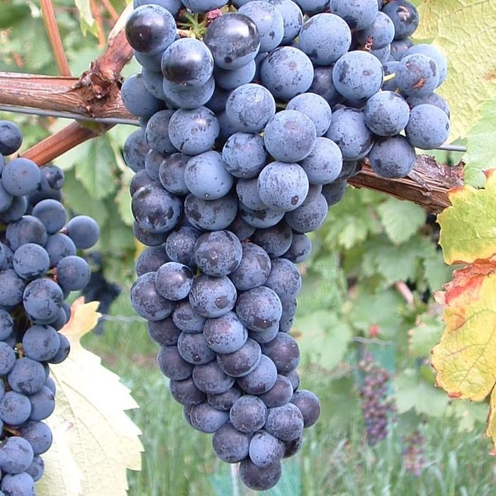 Butasi de vita de vie de anul 2 și de anul 3