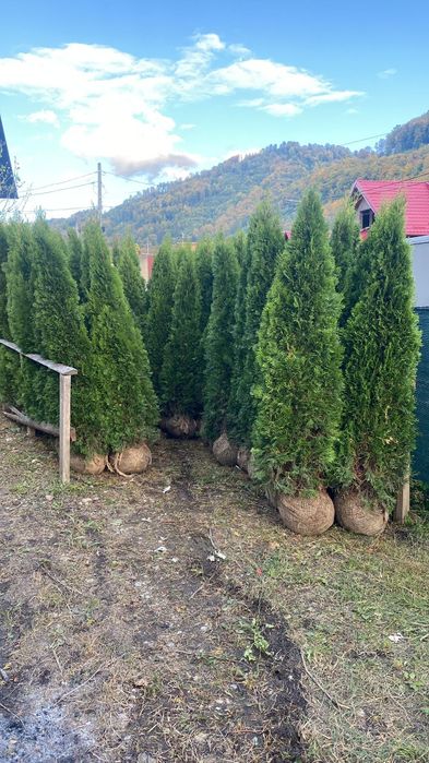 Poze reale 100% livrare gratuita în toată tara