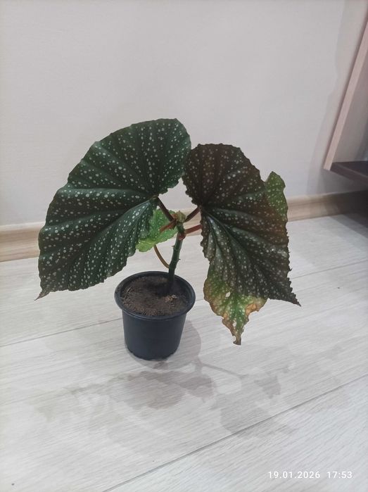 Стайни нецъвтящи растения