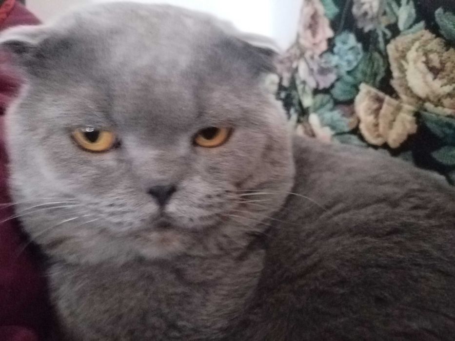 Кот Филипп, на вязку,