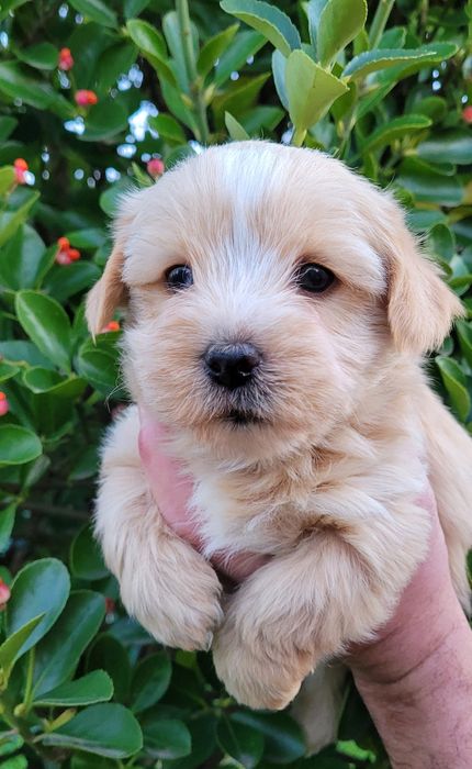 Голдъст йоркширски териер-мини!!!