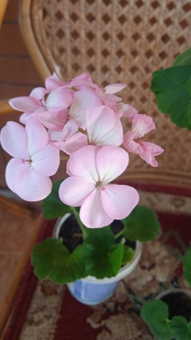 Комнатные растения