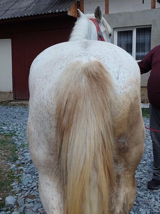 De vânzare iapa de 8 Anii