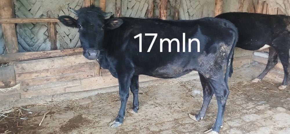 G'unojinlar sotiladi